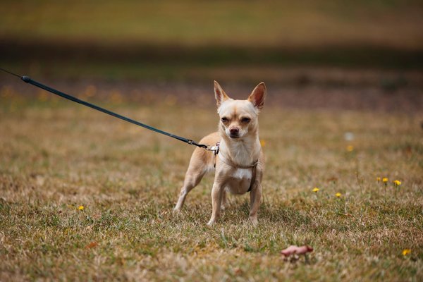 Ultimate Starter's Guide: Effortlessly Embrace a Plant-Based Diet